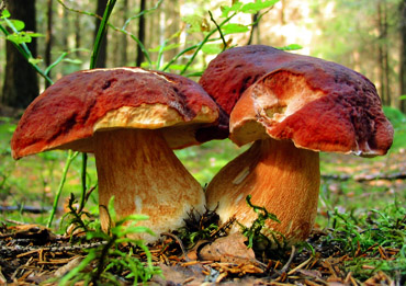 Forest mushrooms