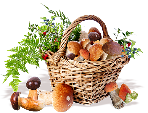 Mushrooms and fresh fruits